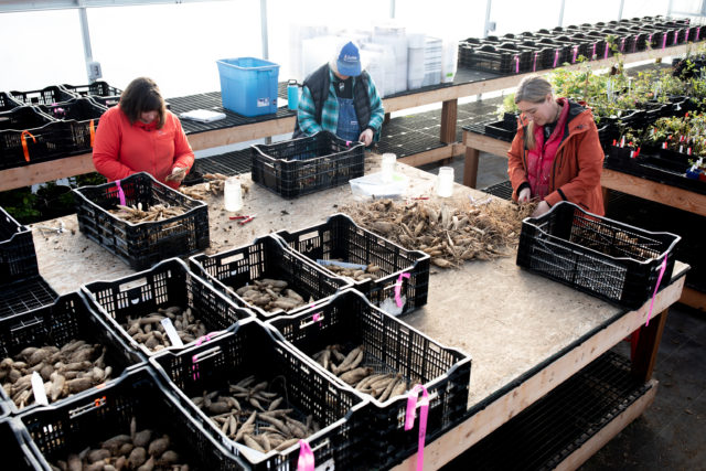 Jill, Nina, and Erin divide dahlias in the Floret greenhouse