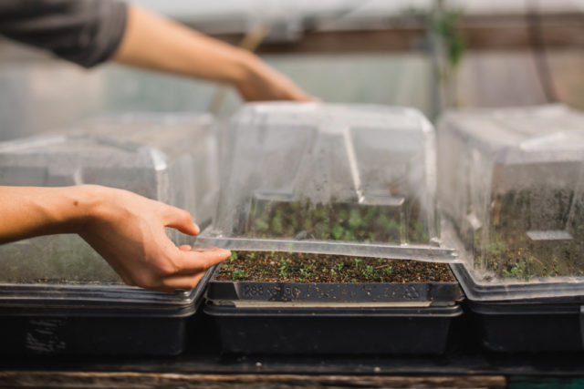 acrylic dome lids for seed starting trays