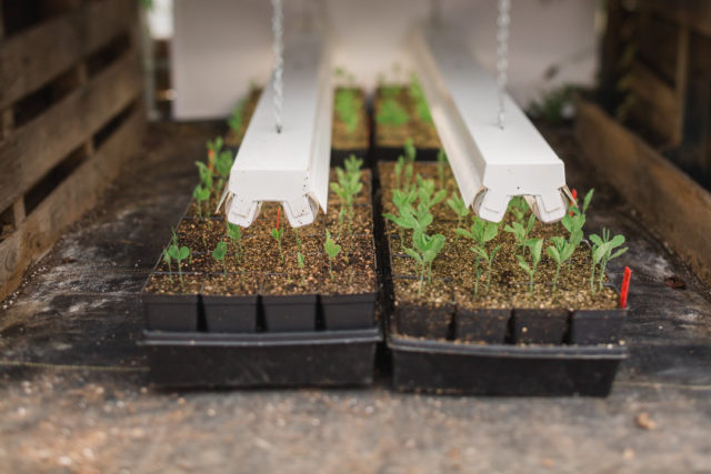 flowers growing under grow lights