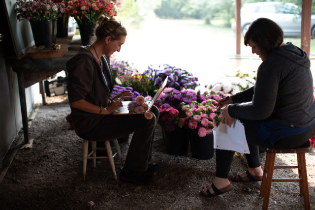 Trialing China asters at Floret