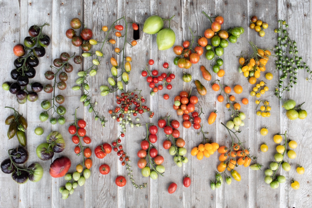 mini tomatoes ombre colors 