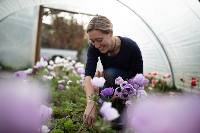 Anemones in hoop house