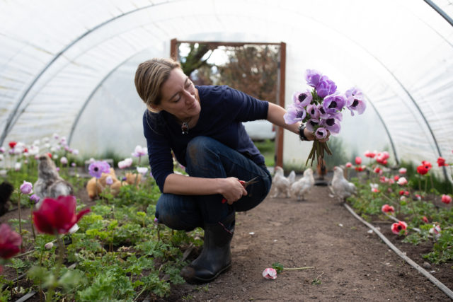 Harvesting anemones in hoop house at Floret