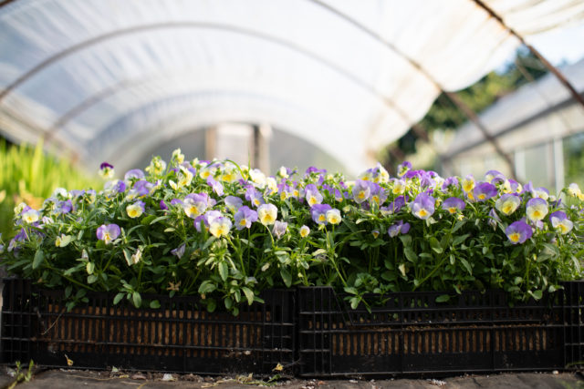 Floret Viola and pansy trial 