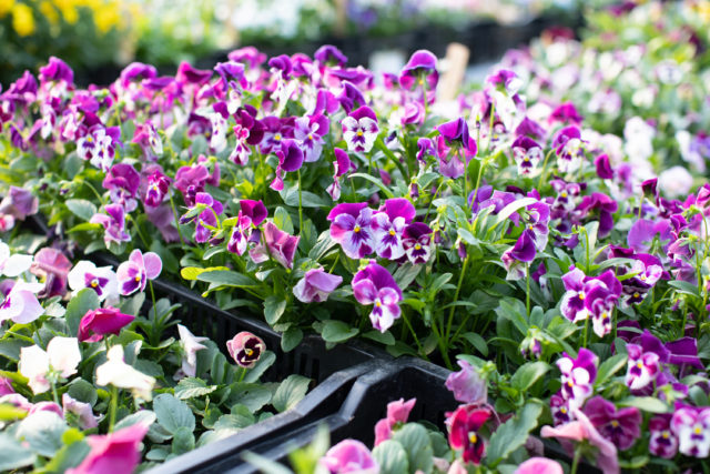 Floret Viola and pansy trial 