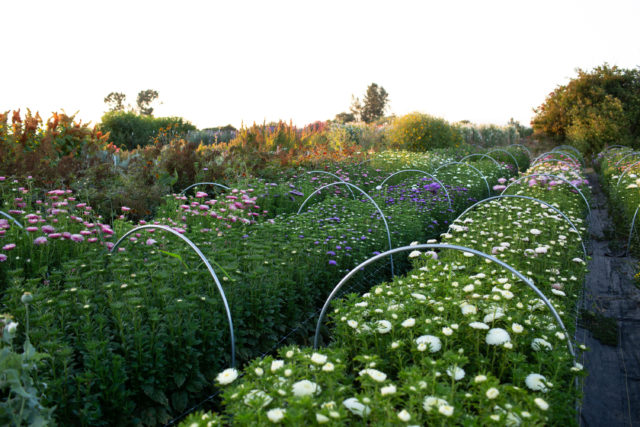 China aster trial at Floret