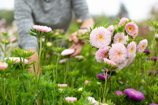 harvesting china aster flowers at Floret