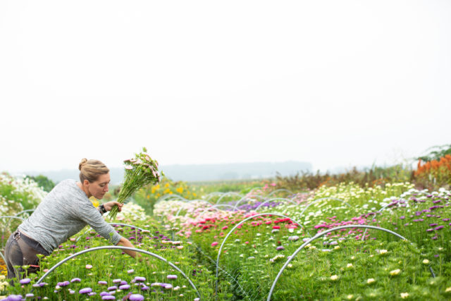 China aster flower seed trial at Floret