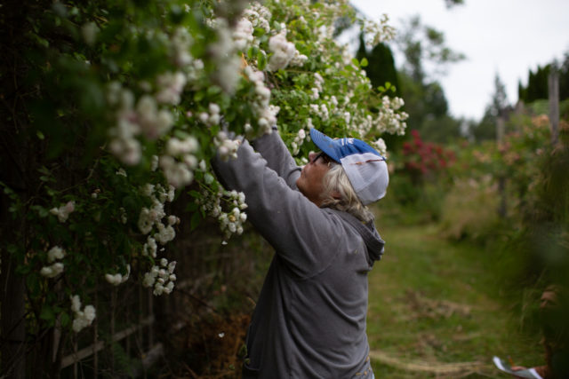 Team Floret visits Anne Belovich's rose gardens and tries to identify plants