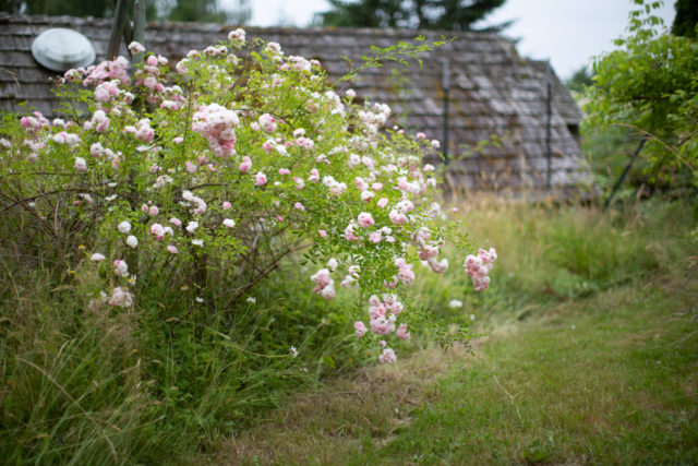 Pale pink roses growing wild