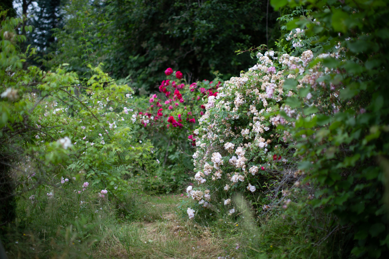 Roses at Anne Belovich's