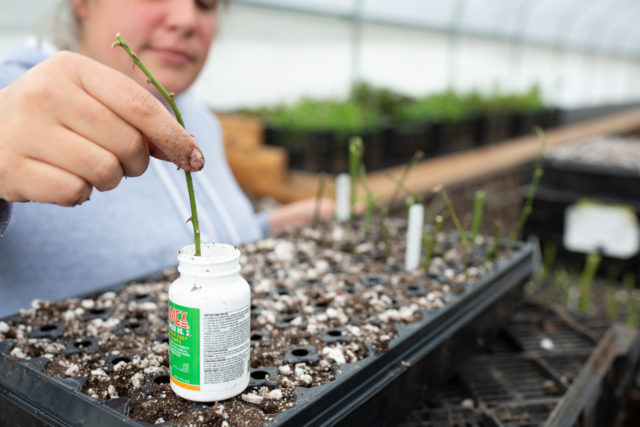 Jill Jorgensen dips a rose cutting in rooting powder