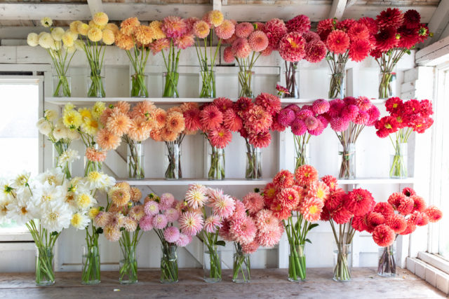 Shelves of cut breeding dahlias on display in the Floret studio