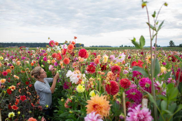 Erin Benzakein flagging favorite breeding dahlia varieties to observe in the field