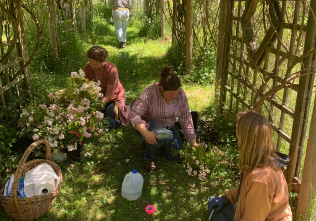 Team Floret visits Anne Belovich's rose gardens and takes cuttings