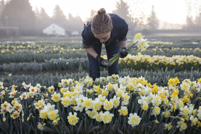 Daffodils in bloom at Floret Flower Farm A Year in Flowers Week 14