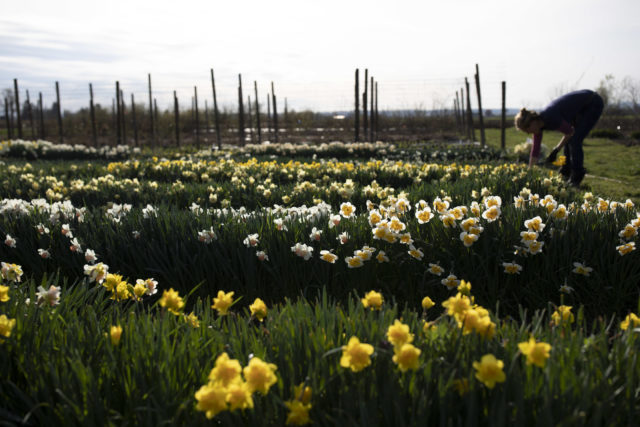 daffodils in bloom at Floret