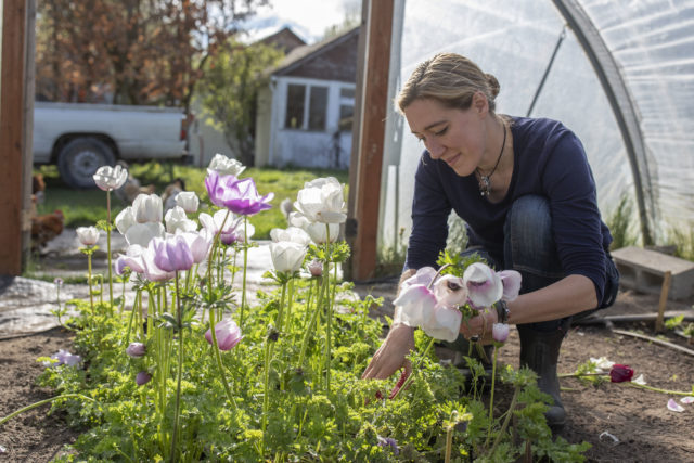 Erin at Floret harvesting Anemones