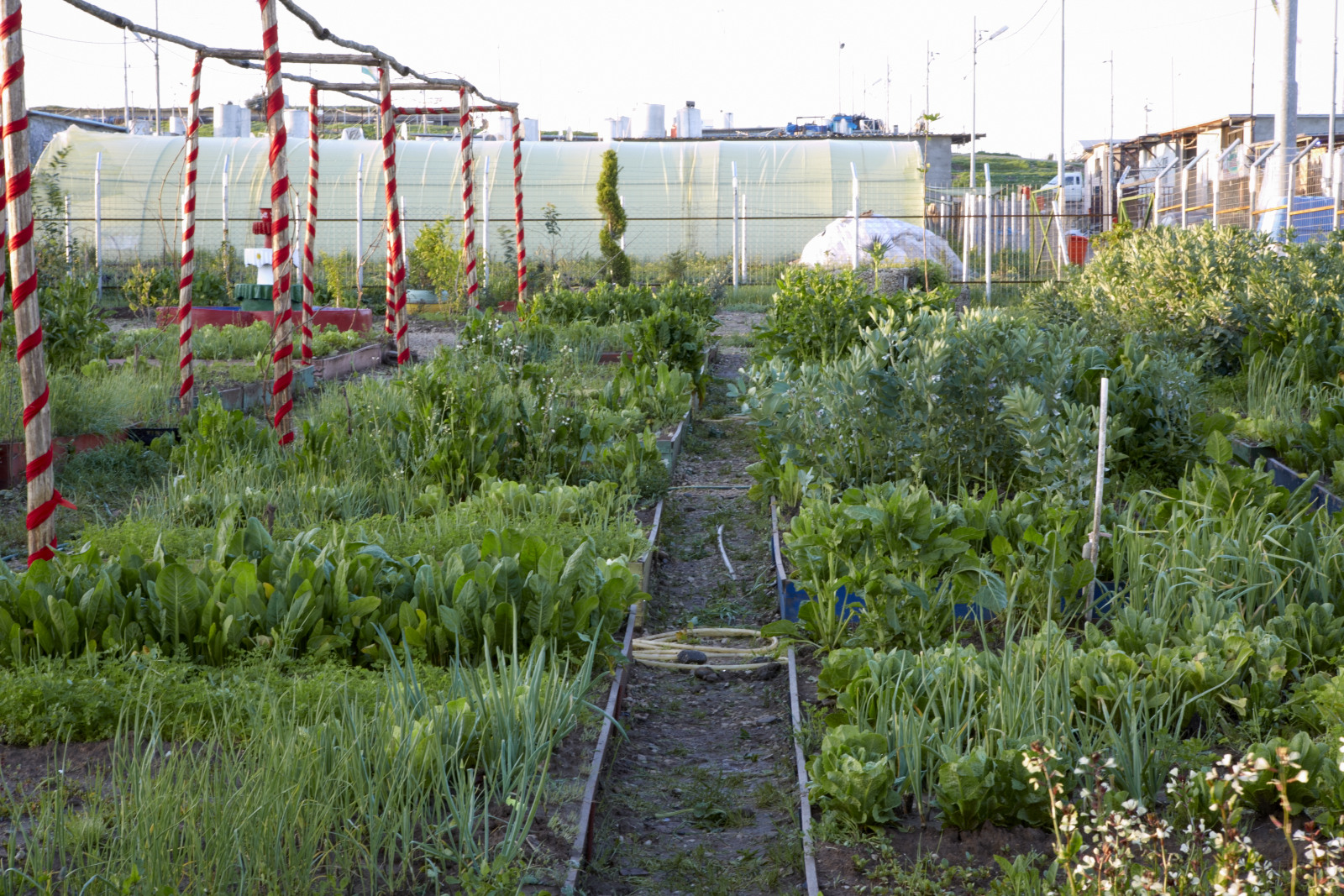 Garden plots in community garden