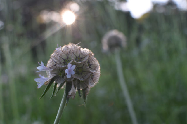 scabiosa pod