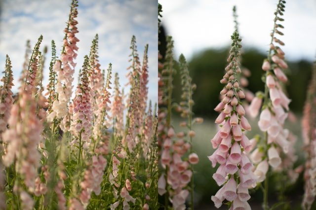 Foxglove 'Apricot Beauty'