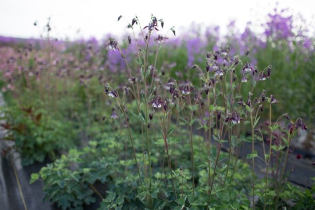 Columbine in field