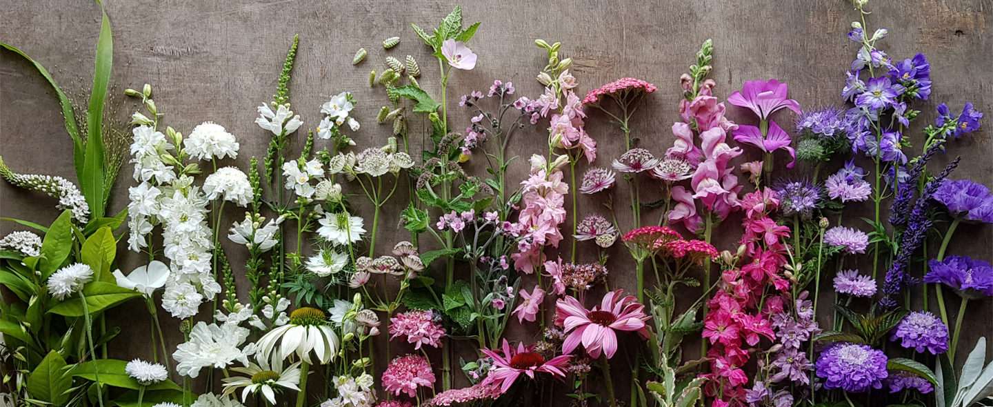 An overhead view of flowers arranged in rainbow order