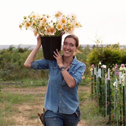 Erin Benzakein carrying a bucket dahlias in the Floret dahlia field
