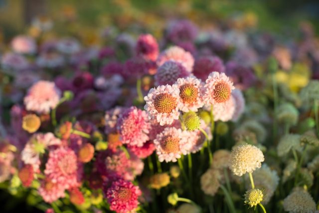 Pincushion flowers