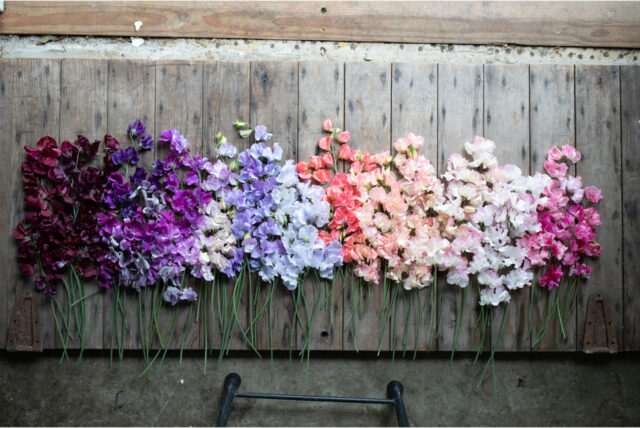 An overhead of Sweet Pea blooms in an assortment of colors