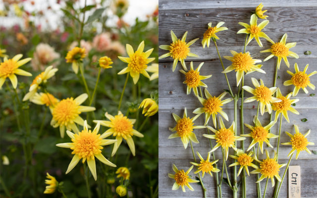 Closeup and overhead of breeding dahlia 'Little Miss Sunshine'