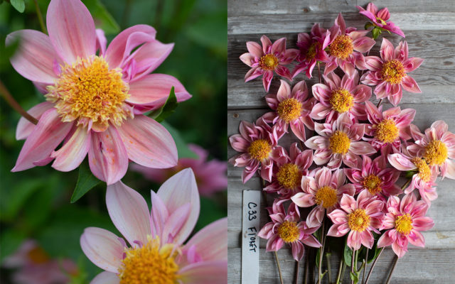 Closeup and overhead of breeding dahlia 'Floret'