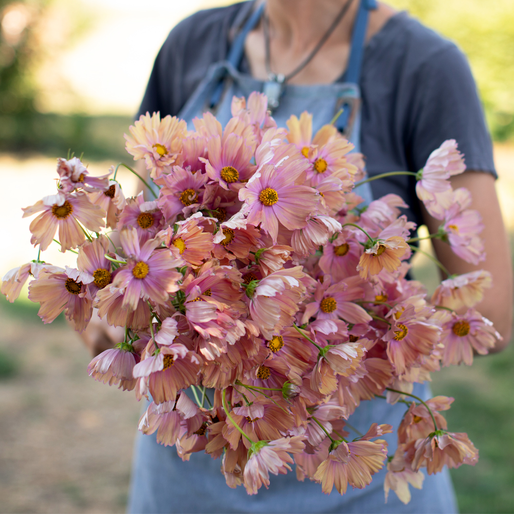 Erin Benzakein holds an armload of Cosmos Apricotta