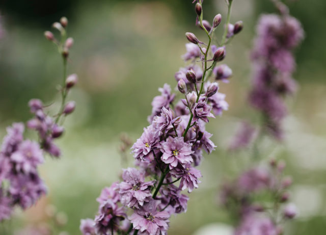 Closeup of 'Earl Grey' larkspur