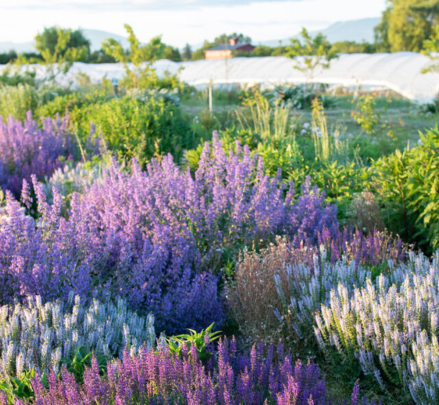 A pollinator strip filled with lavender at Floret