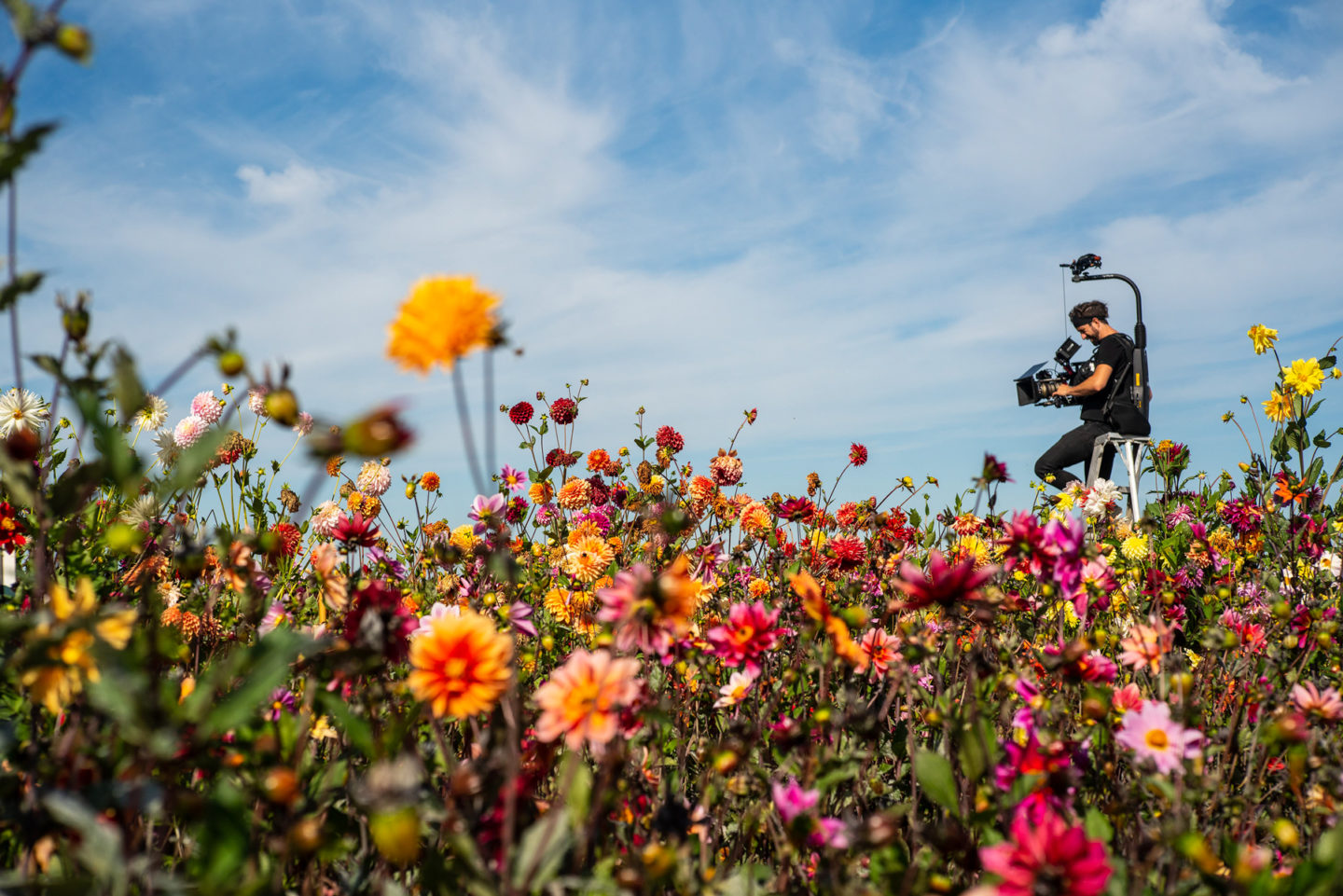 Filming field of dahlias for the new Floret documentary on Magnolia network 