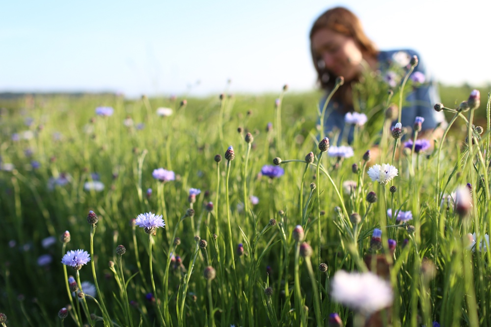 Harvesting Bachelor's Buttons at Floret