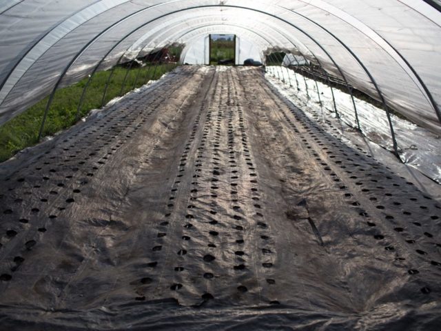 flower beds inside a hoop house with landscape fabric