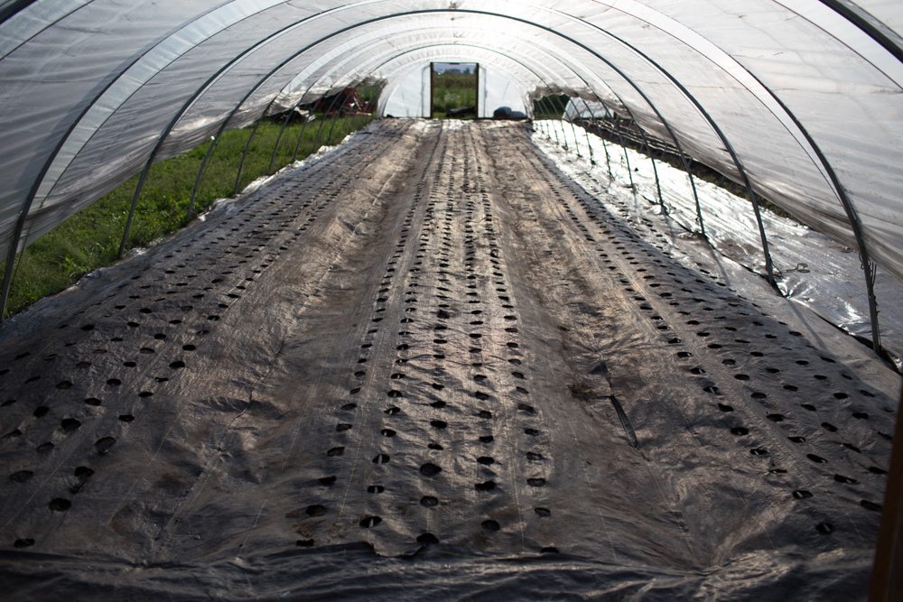 Floret hoop house flower bed soil preparation with landscape fabric