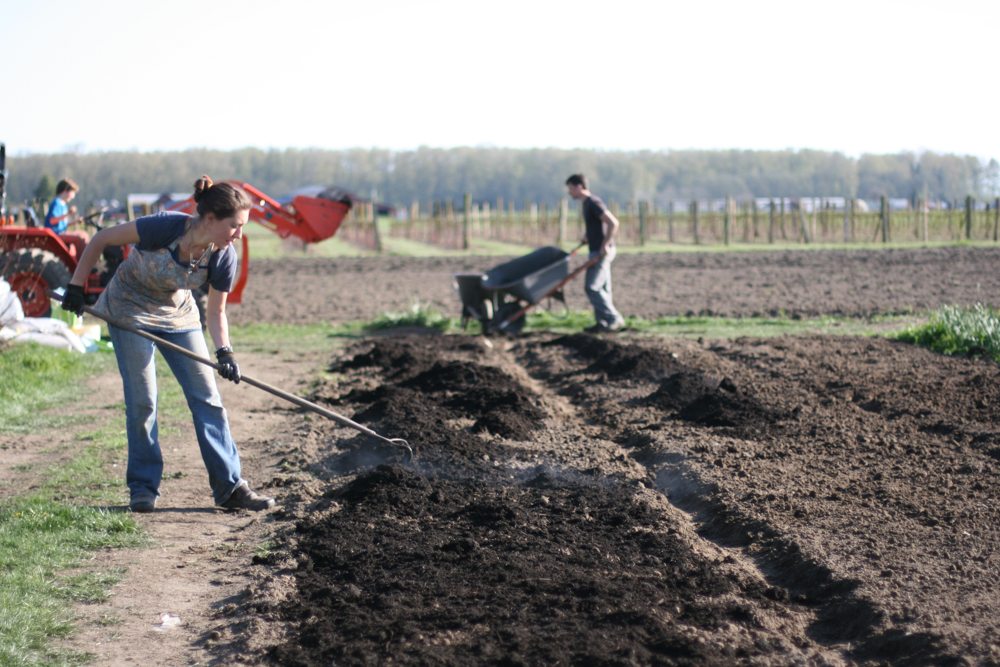 Floret bed preparation adding compost