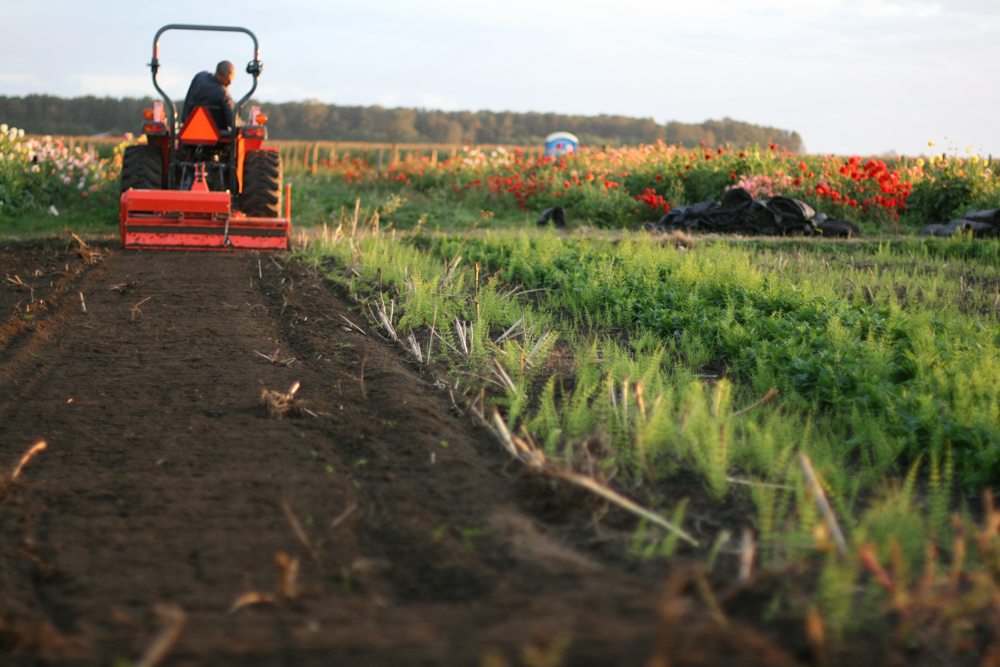 Tilling compost and organic fertilizer into flower beds