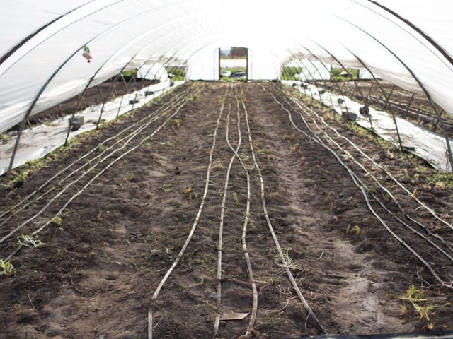 flower beds inside a hoop house