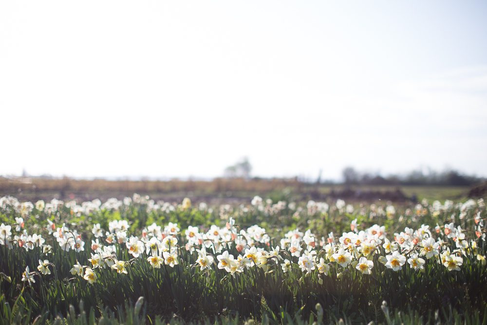 Daffodils growing in a field