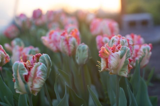 Tulips growing in a field