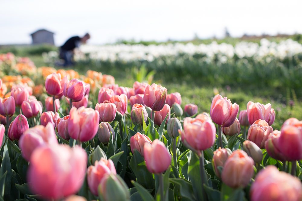 Tulips growing in a field