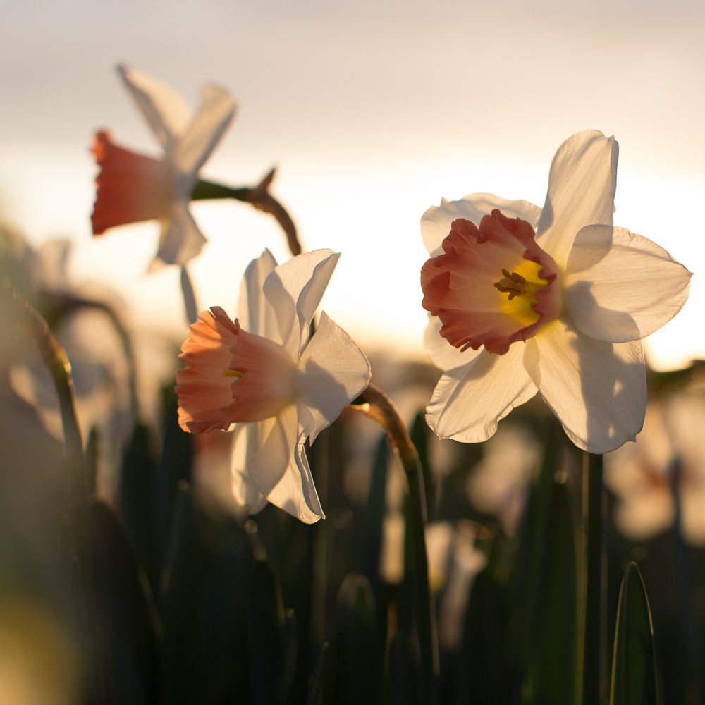 Daffodil Pink Charm