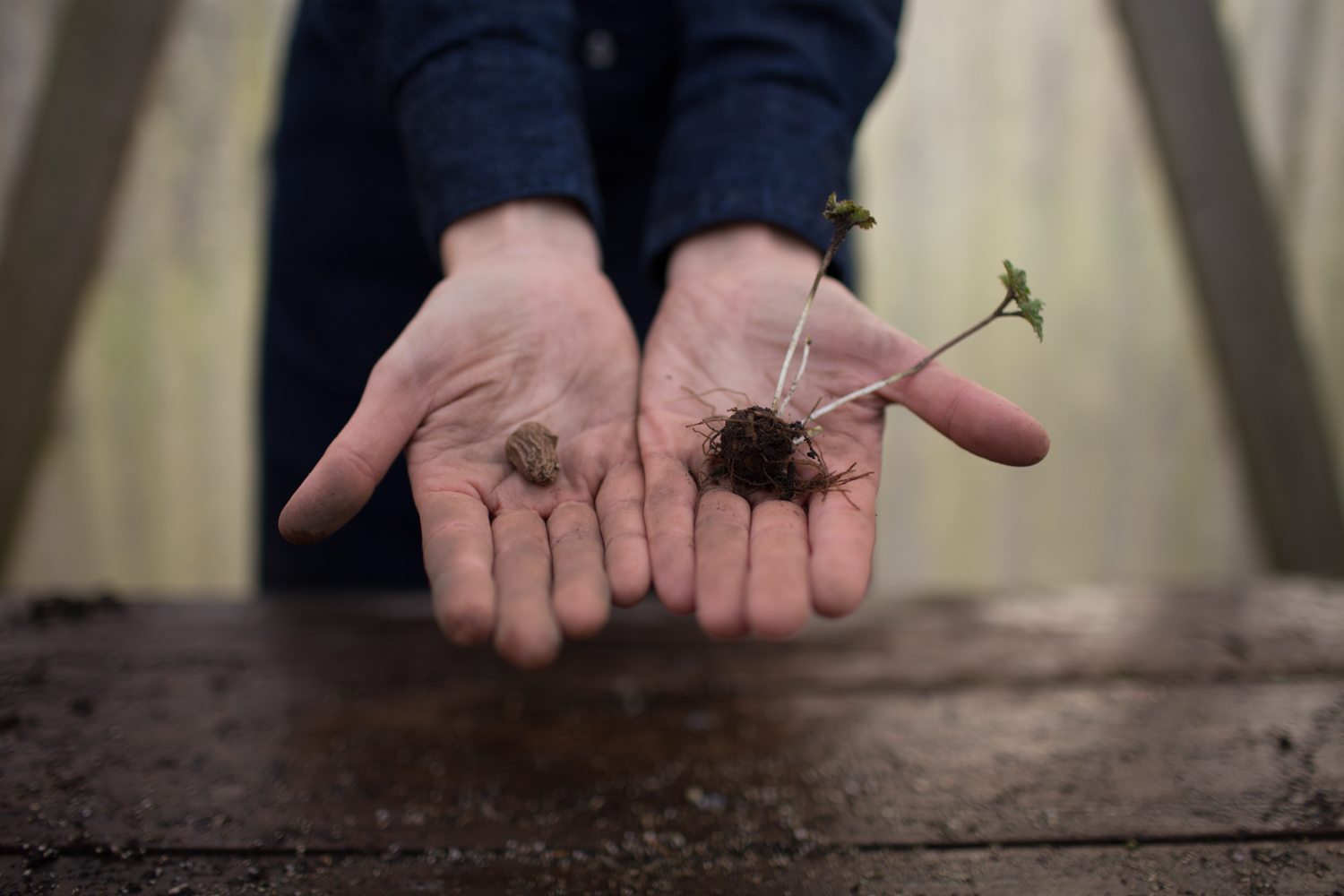 Two hands holding anemone corms