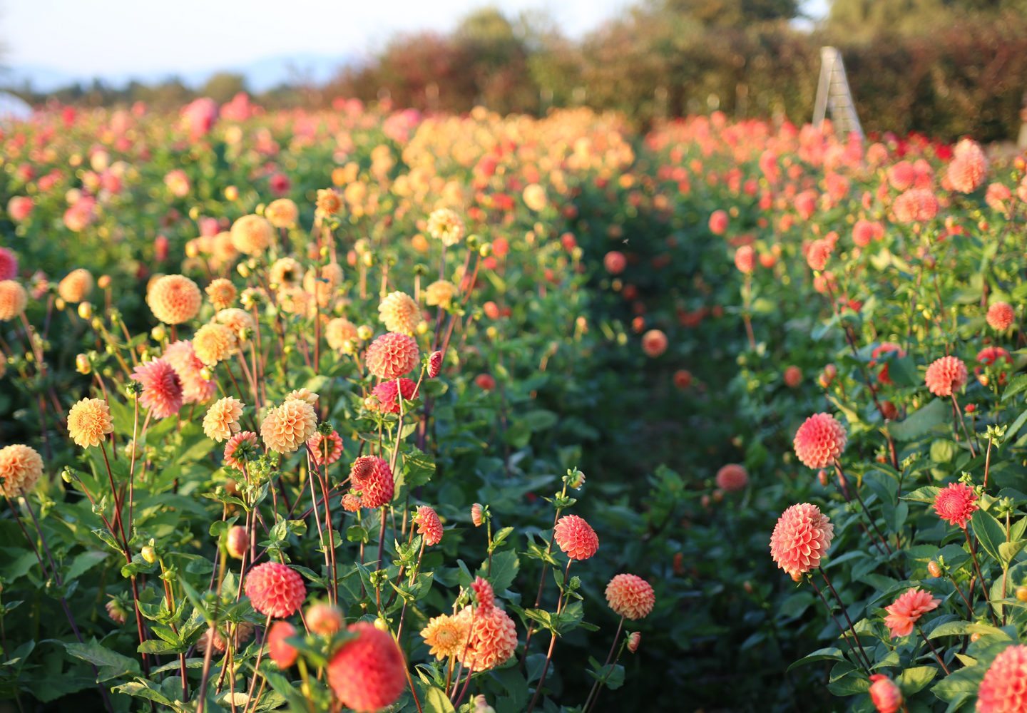 Rows of dahlias growing in a field