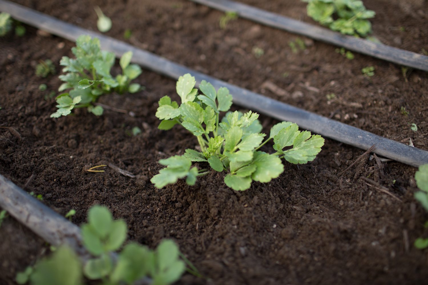 Ranunculus plants growing in soil