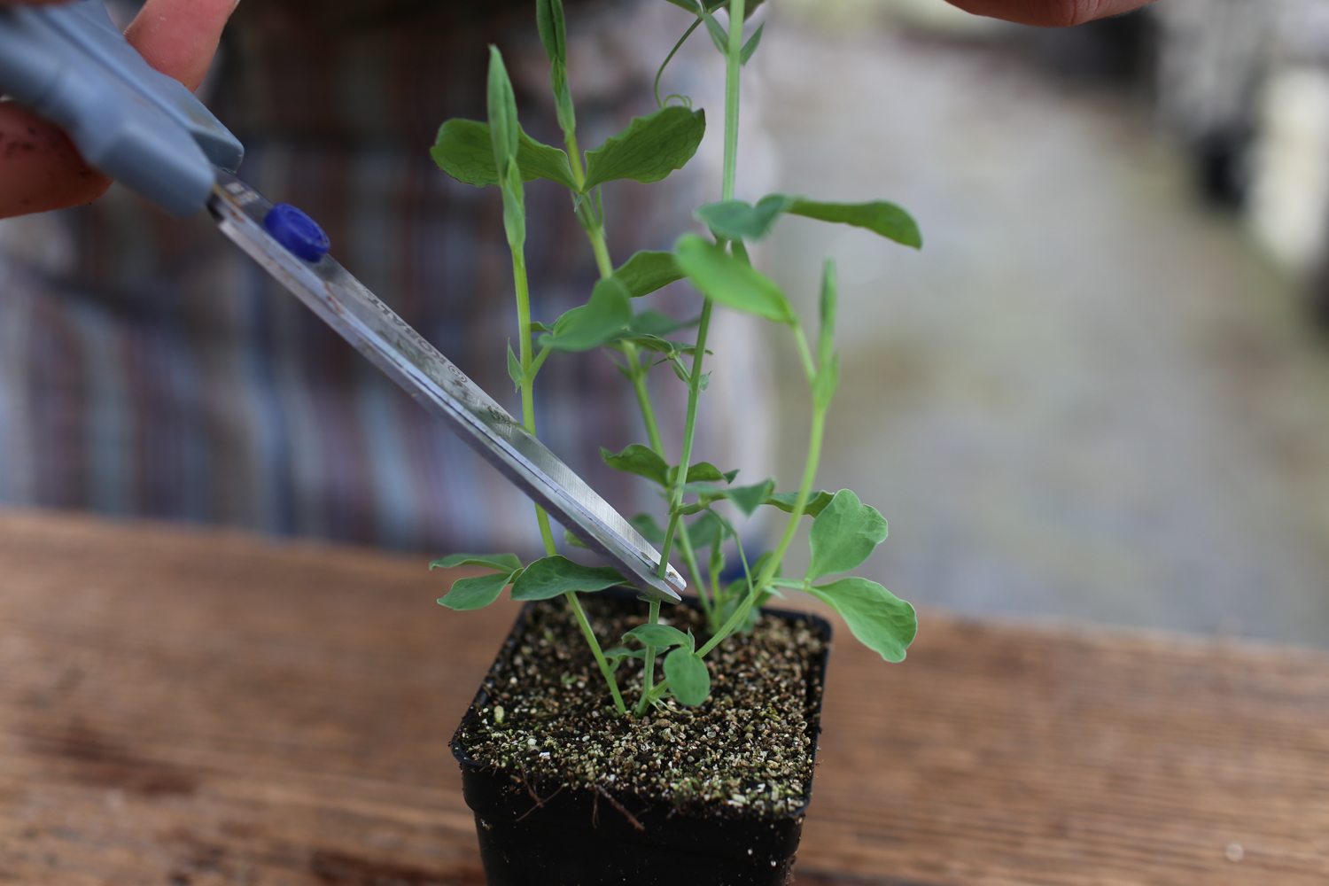 Trimming sweet pea stems with scissors